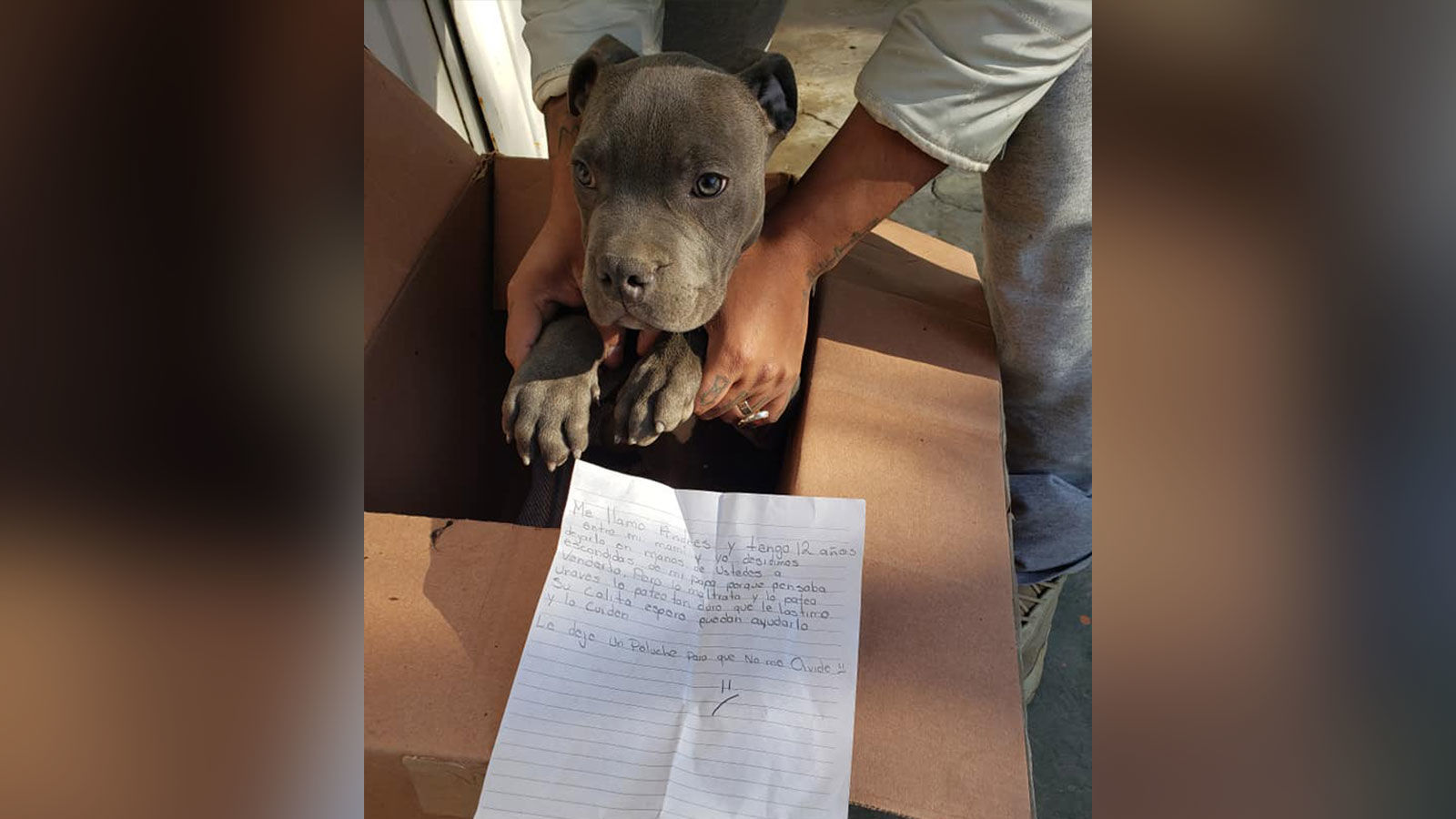 Puppy left at shelter